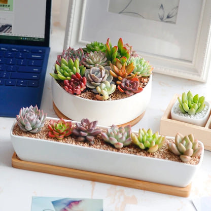 Bamboo Mini Tray Multi Style Storage Trays